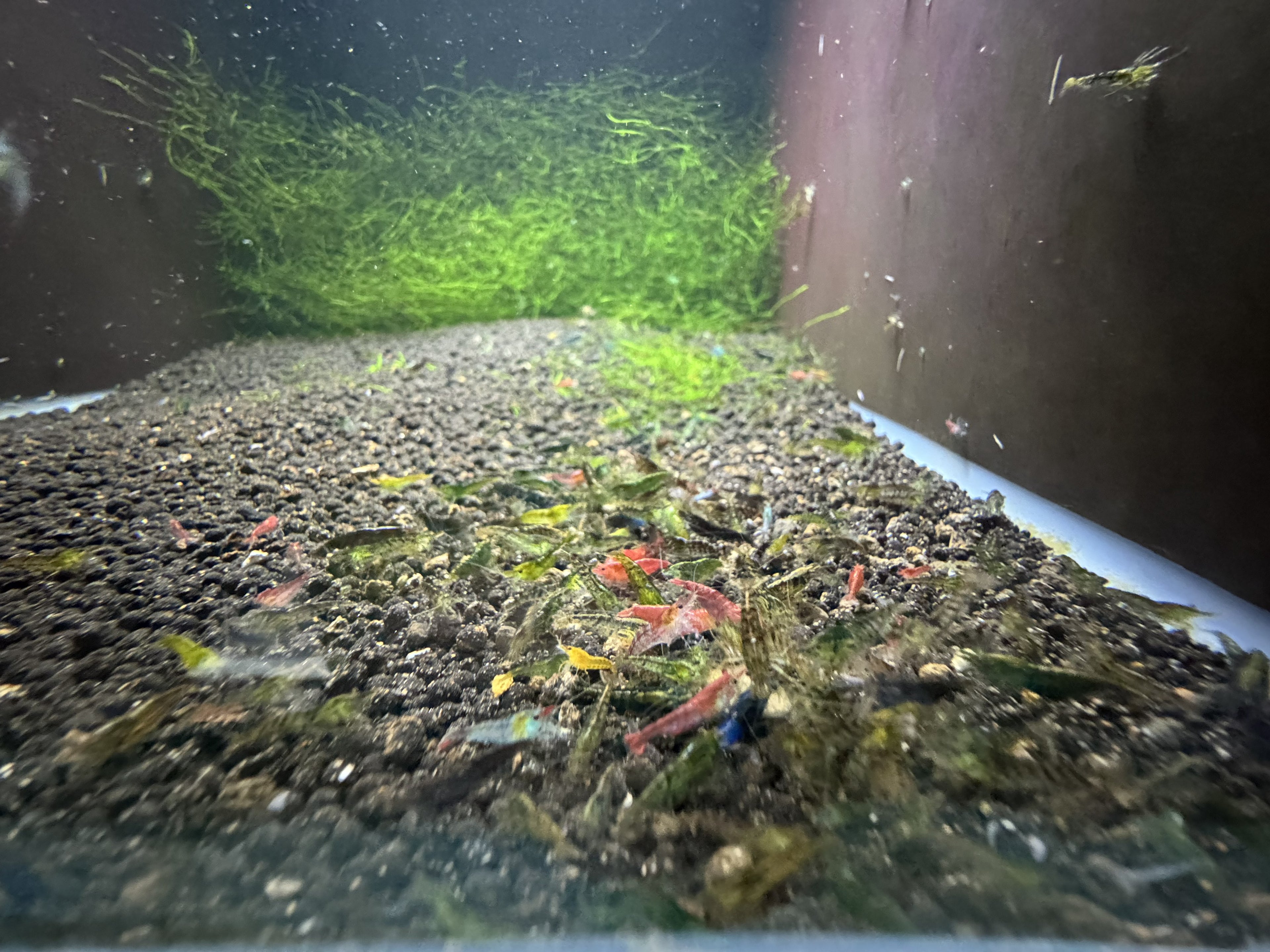 Mixed Cherry Shrimp