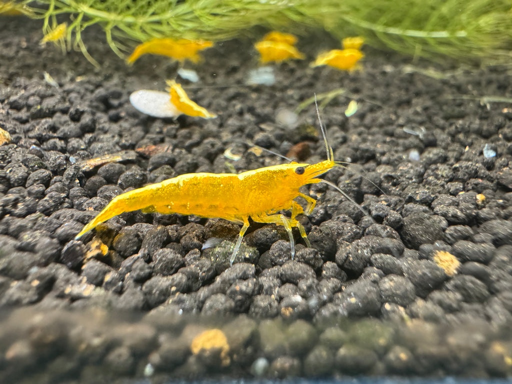 Golden Back Yellow