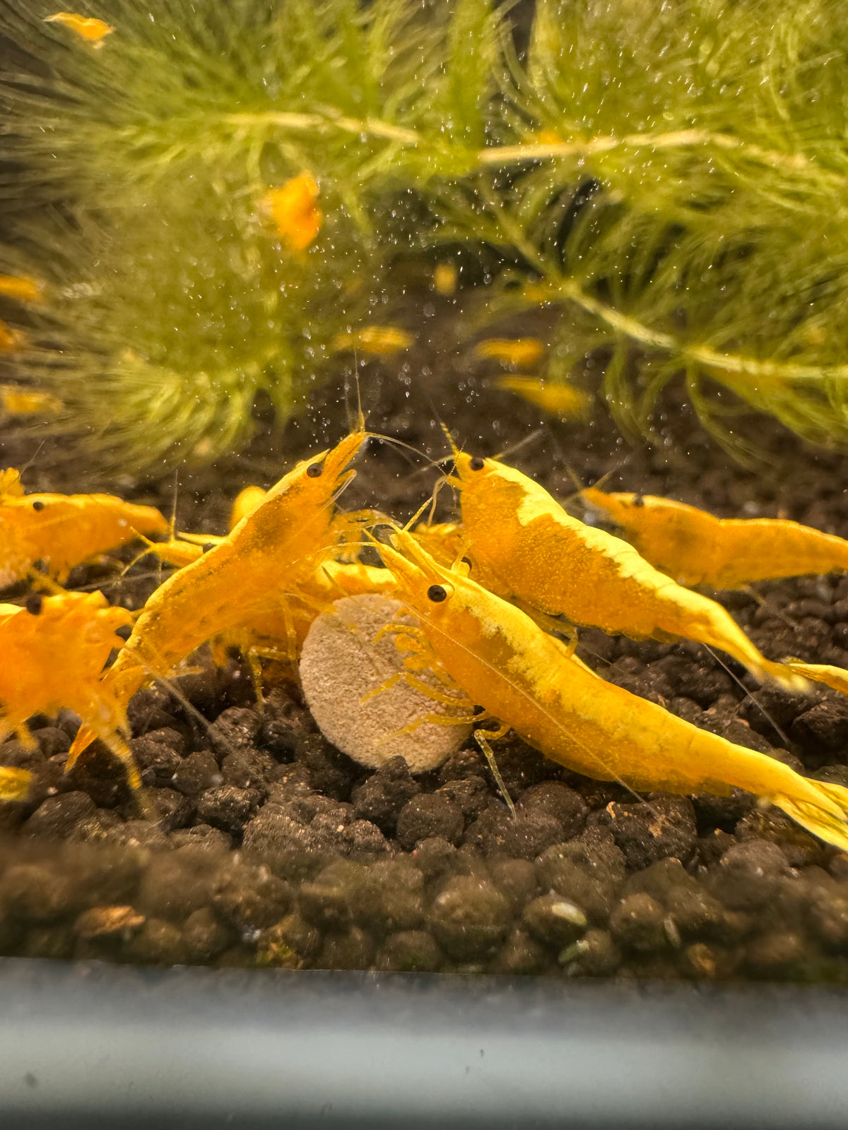 Golden Back Yellow