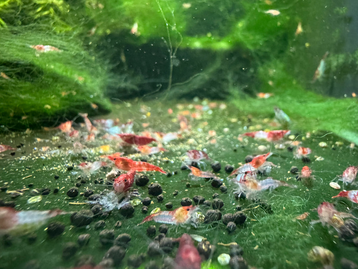 Red Rili Mixed Grade
