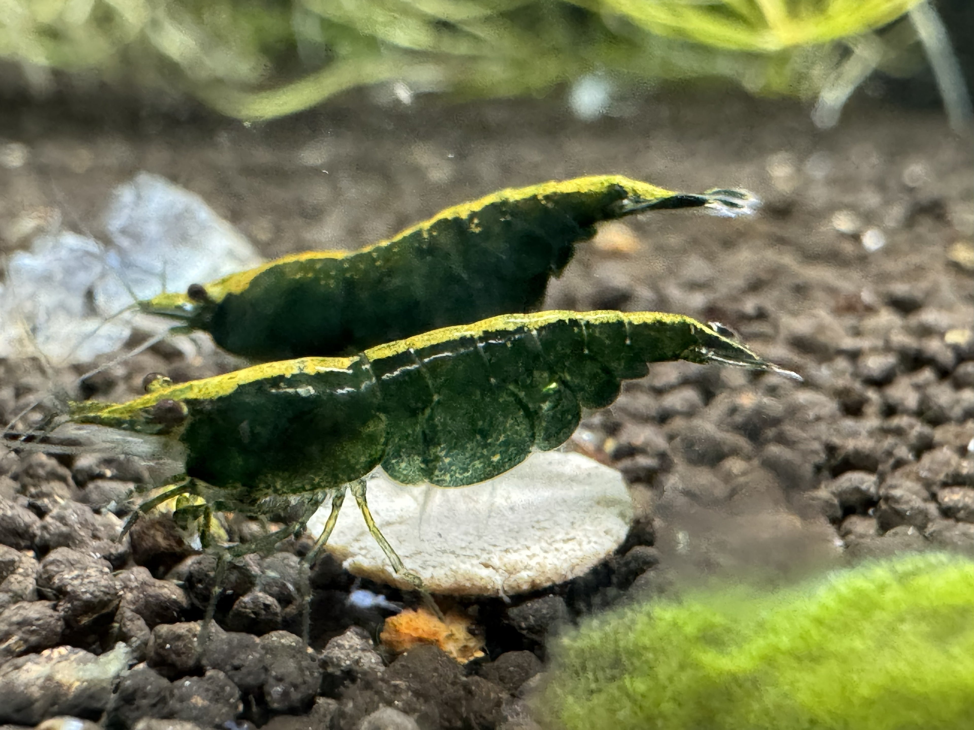 Green Jade Cherry Shrimp (mixed Grade)