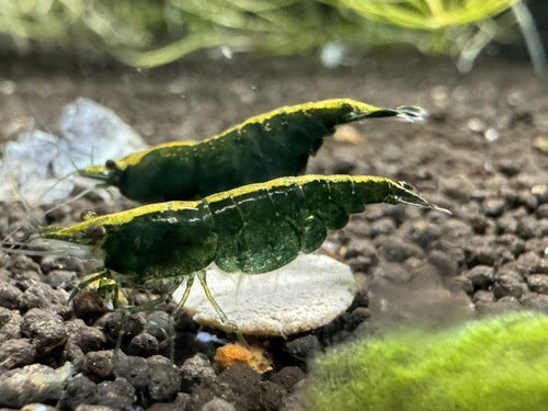 Green Jade Cherry Shrimp (mixed Grade)