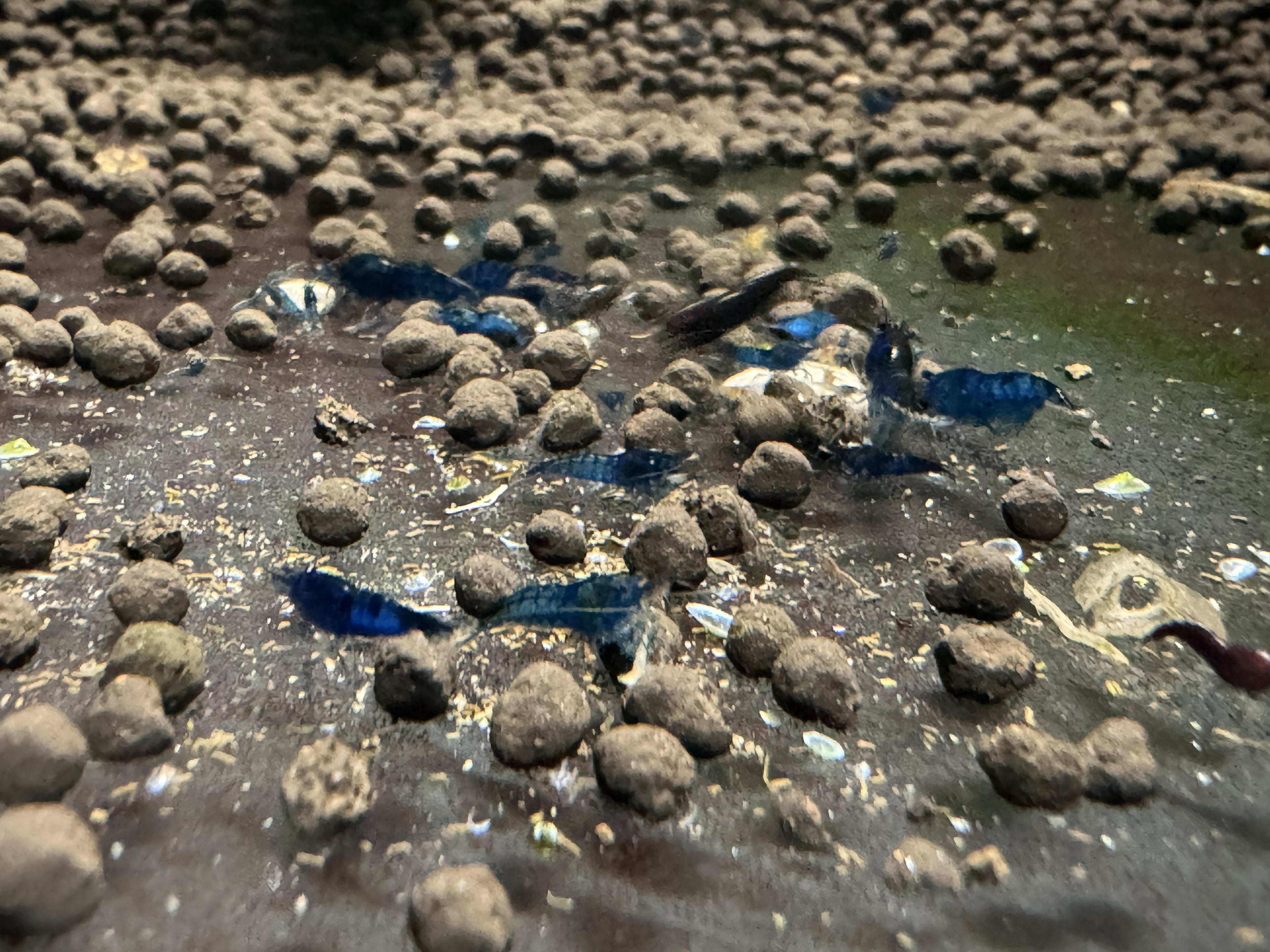 Sapphire Blue Cherry Shrimp