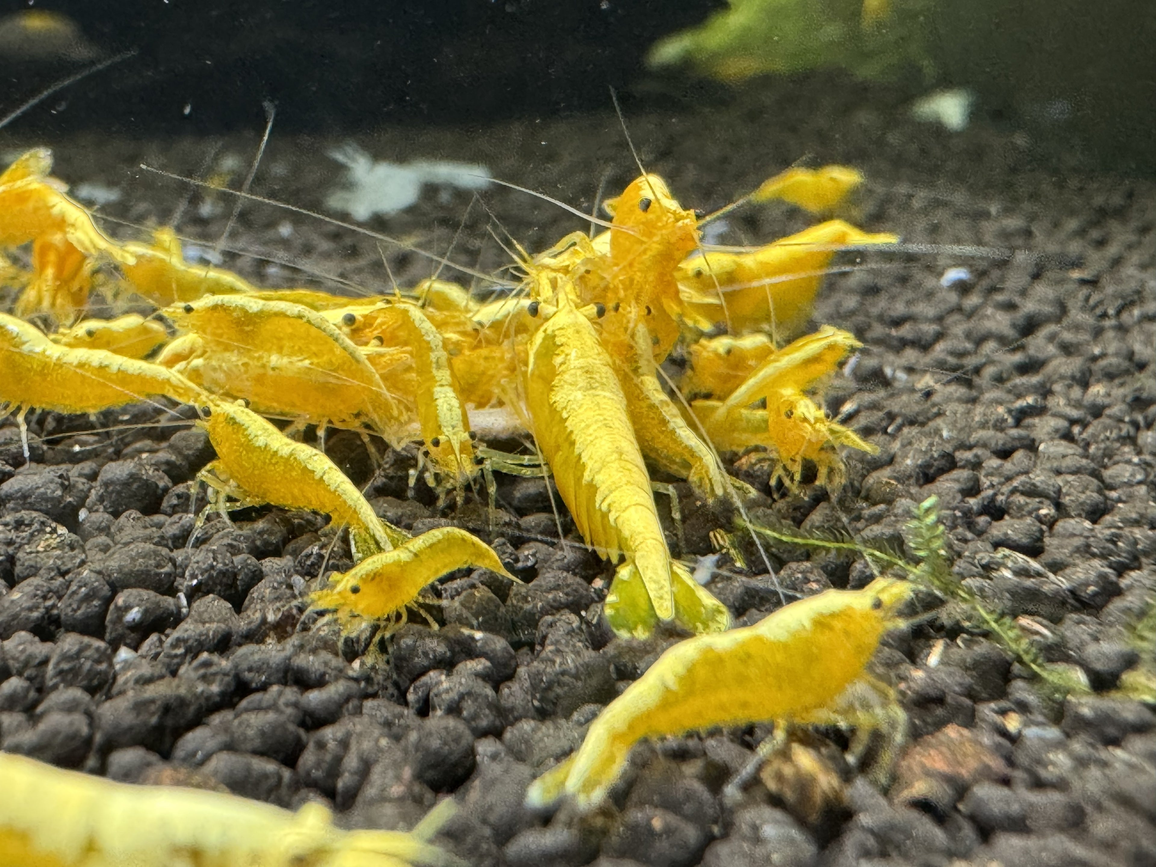 Golden Back Yellow