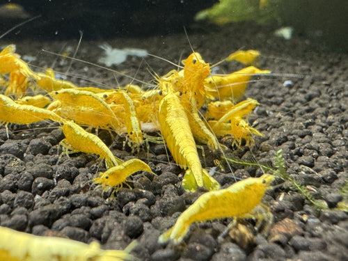 Golden Back Yellow
