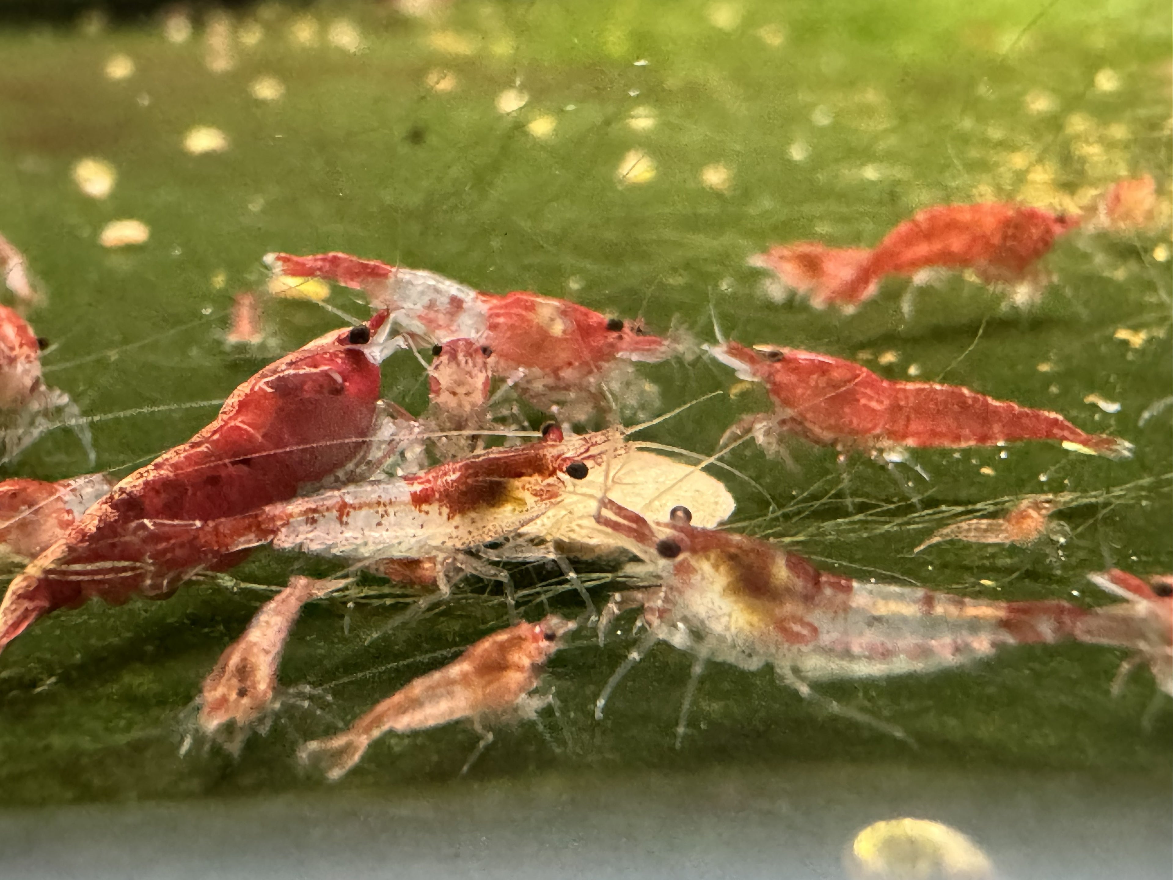 Red Rili Cherry Shrimp (mixed Grade)
