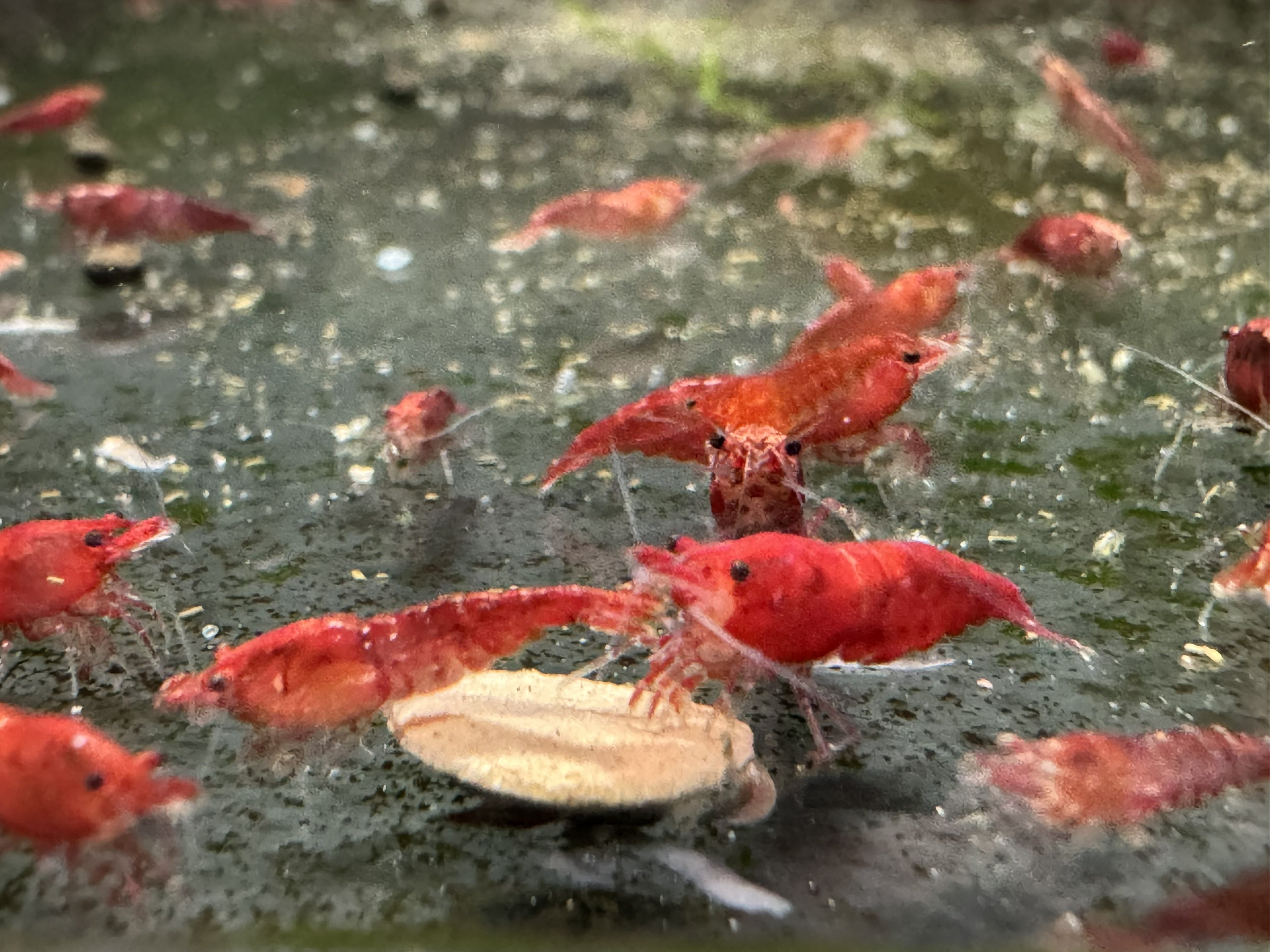 Red Cherry Shrimp