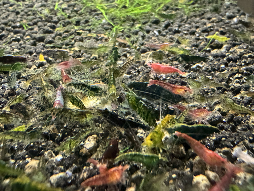 Mixed Cherry Shrimp