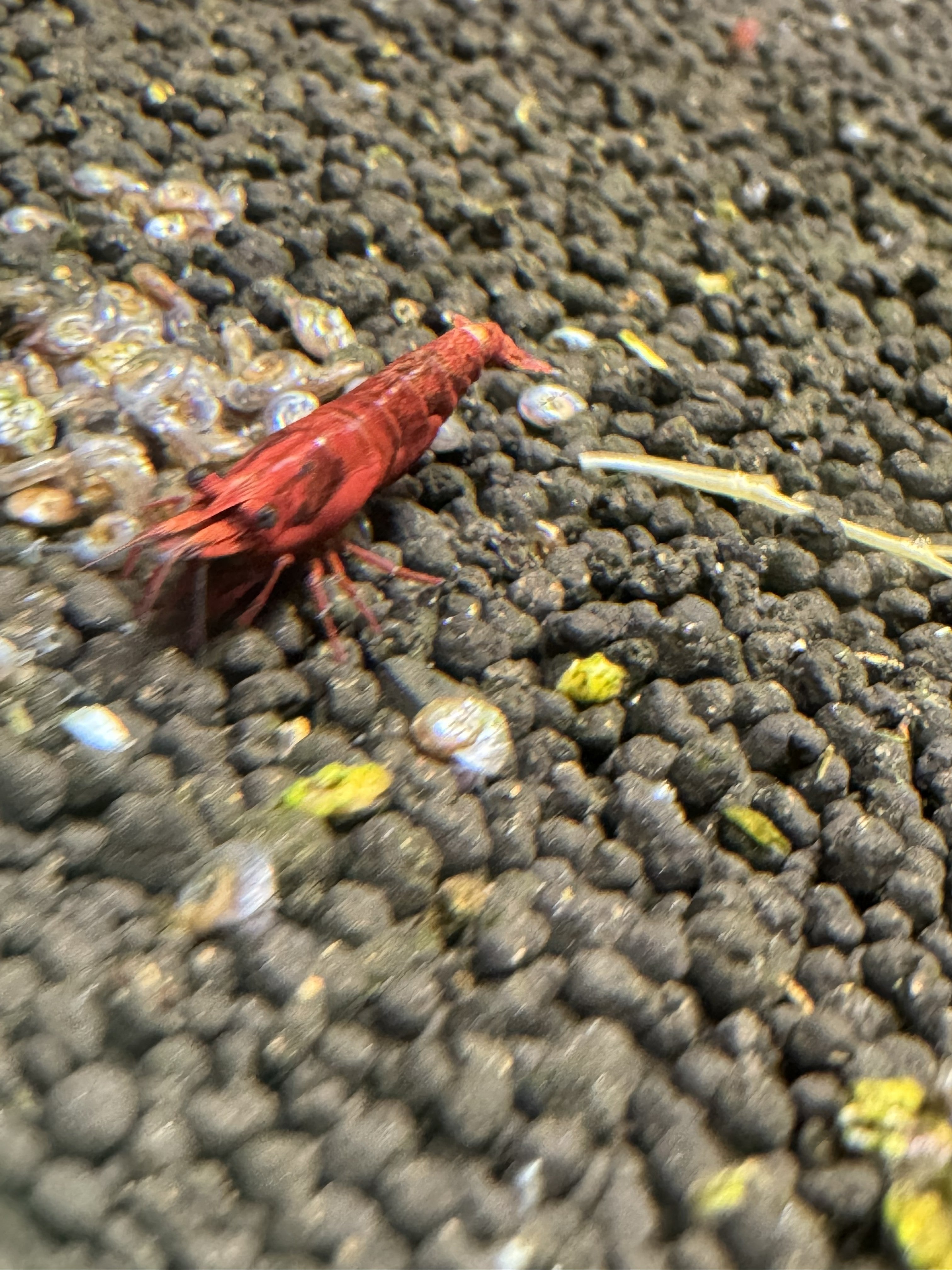 Red Cherry Shrimp