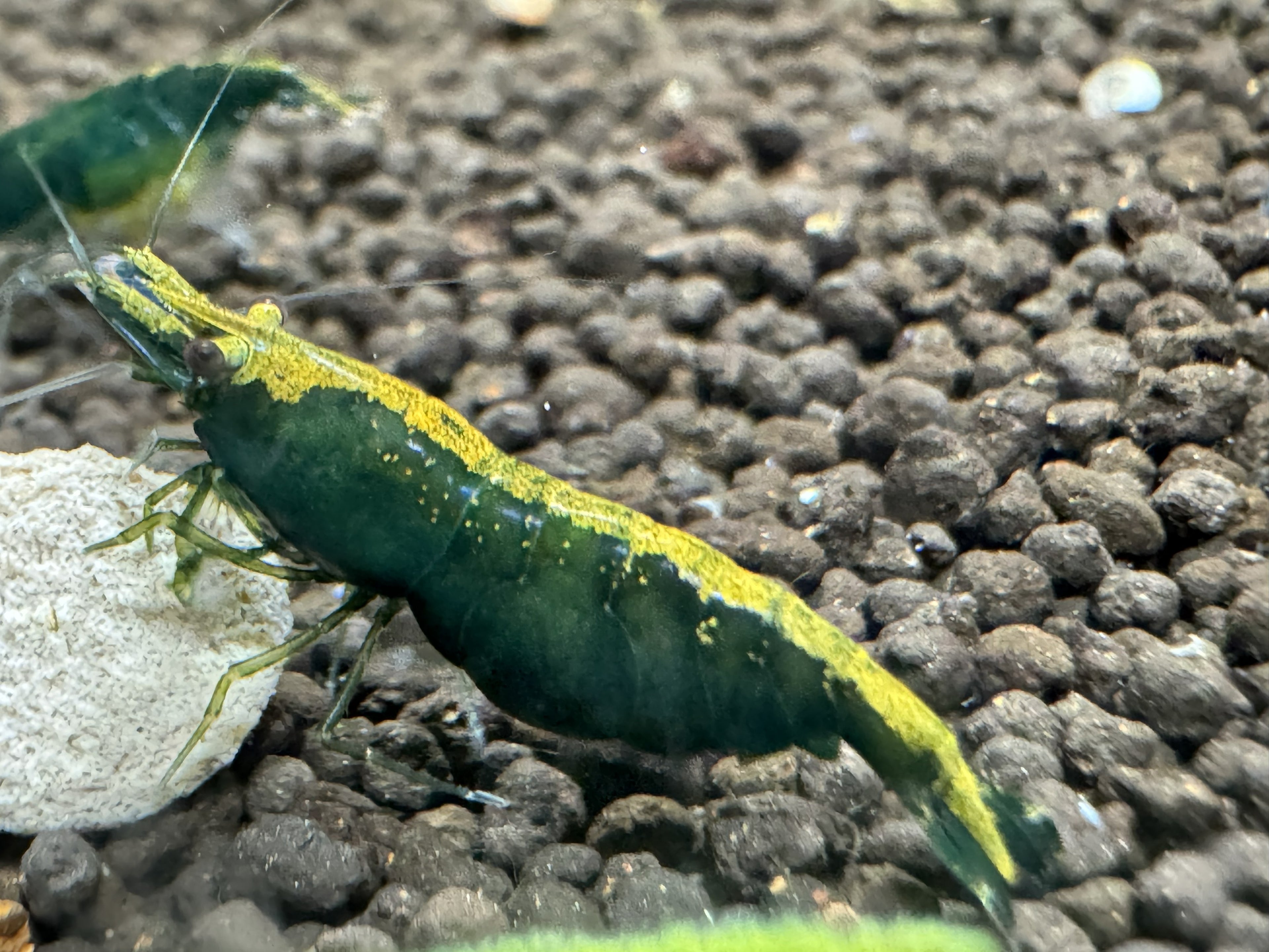 Green Jade Cherry Shrimp (mixed Grade)