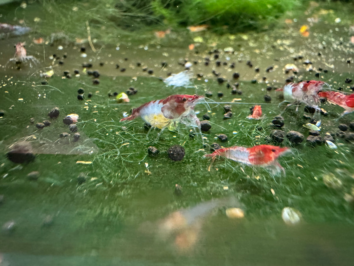 Red Rili Mixed Grade