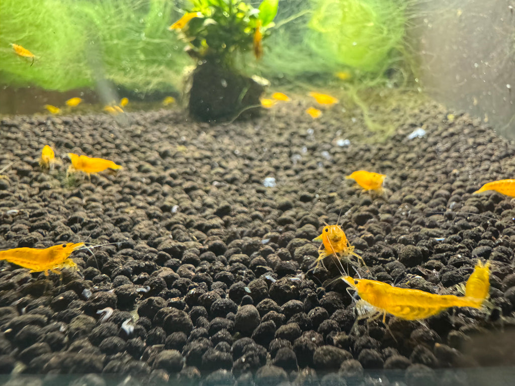 Yellow Cherry
