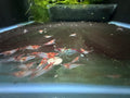 Red Rili Mixed Grade