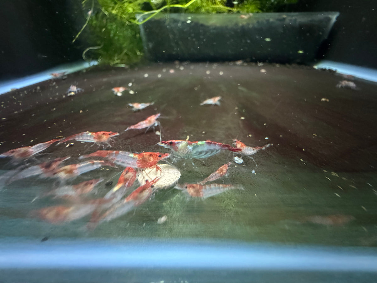 Red Rili Mixed Grade