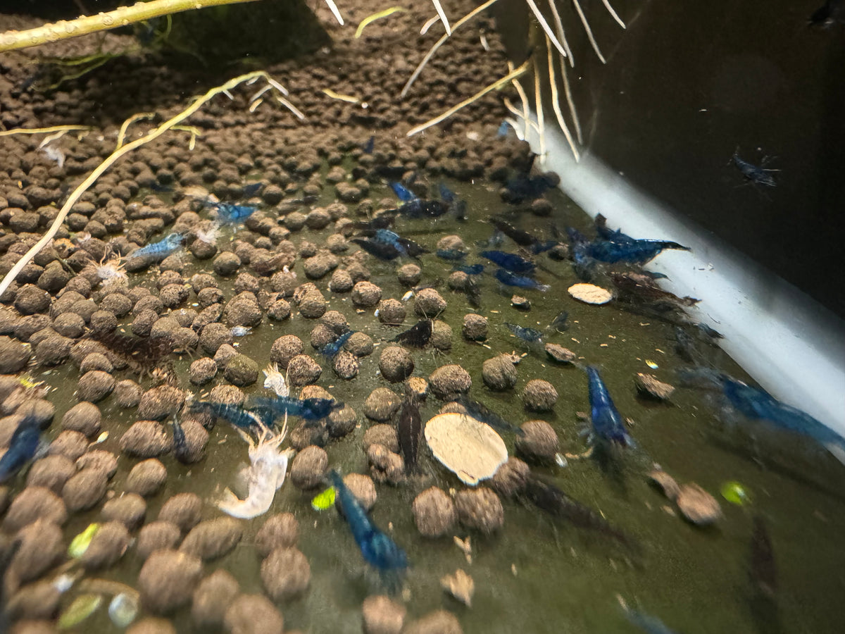 Sapphire Blue
