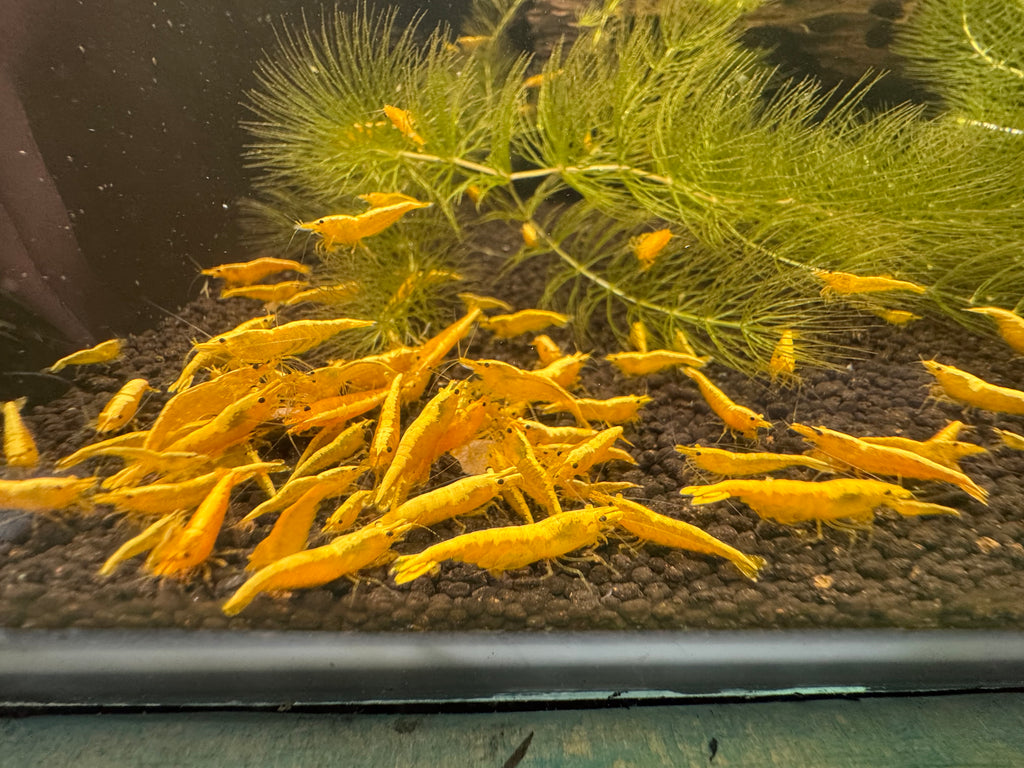 Golden Back Yellow