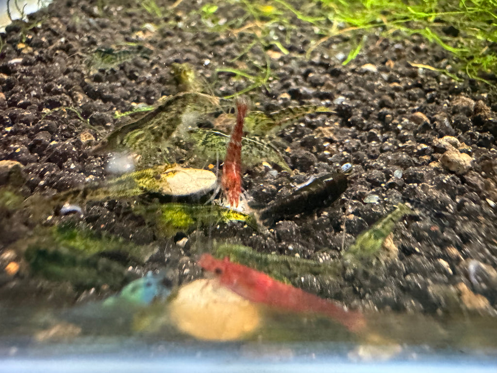 Mixed Cherry Shrimp
