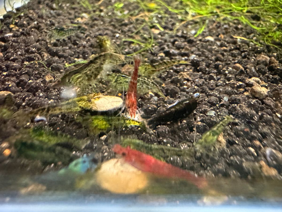 Mixed Cherry Shrimp