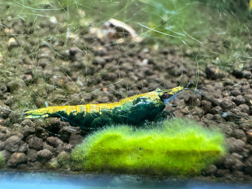 Emerald Green Mixed Grade