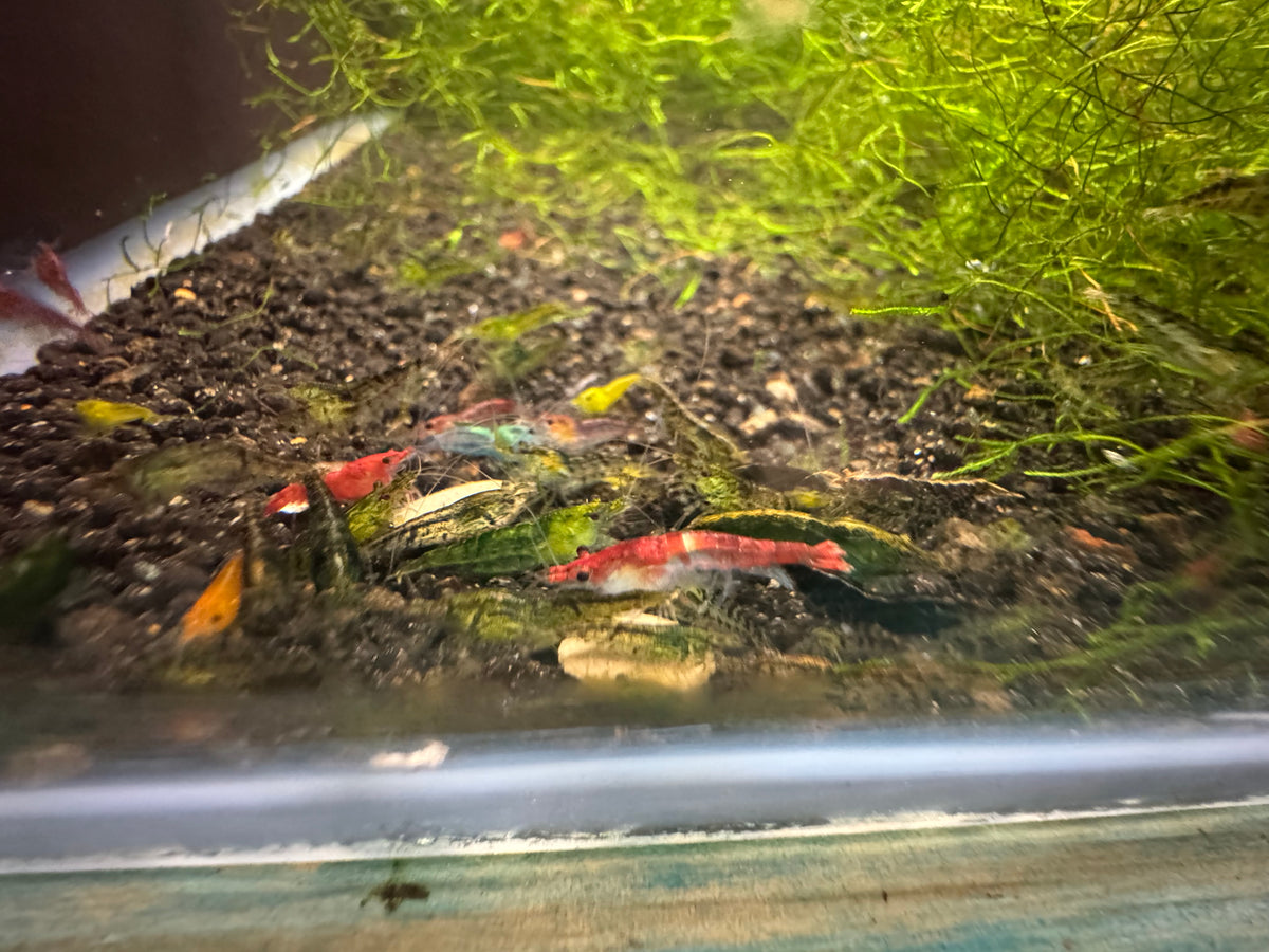 Mixed Cherry Shrimp