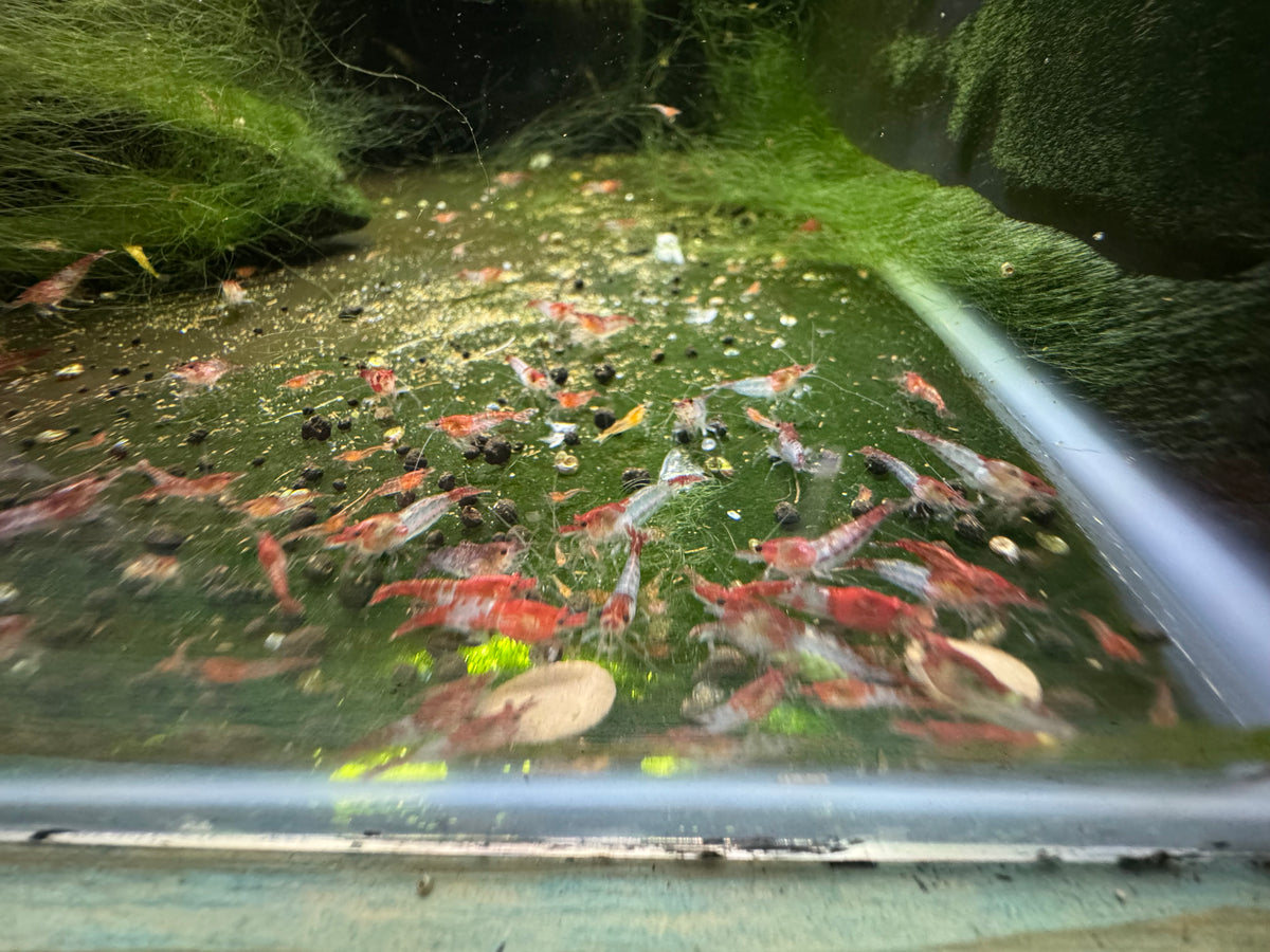 Red Rili Mixed Grade