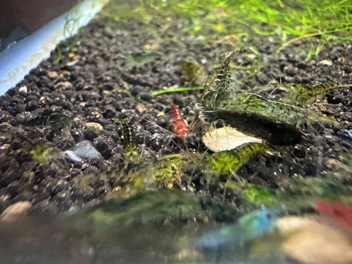 Mixed Cherry Shrimp