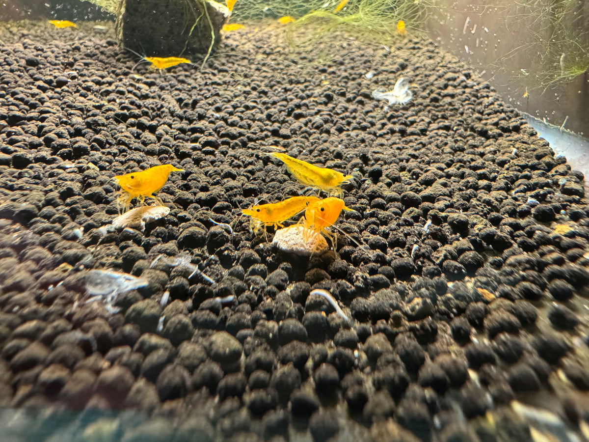 Yellow Cherry