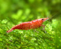 Red Cherry Shrimp (10 pack)