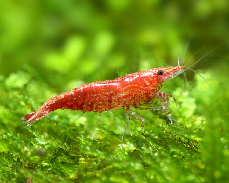 Red Cherry Shrimp (10 pack)