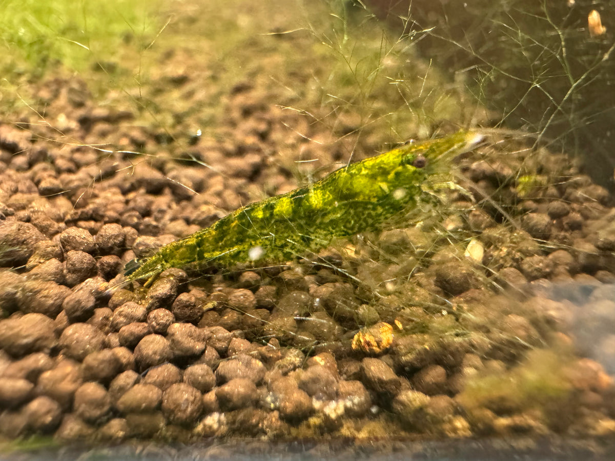 Emerald Green Mixed Grade