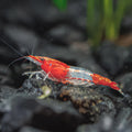 Red Rili Cherry Shrimp (10 pack)