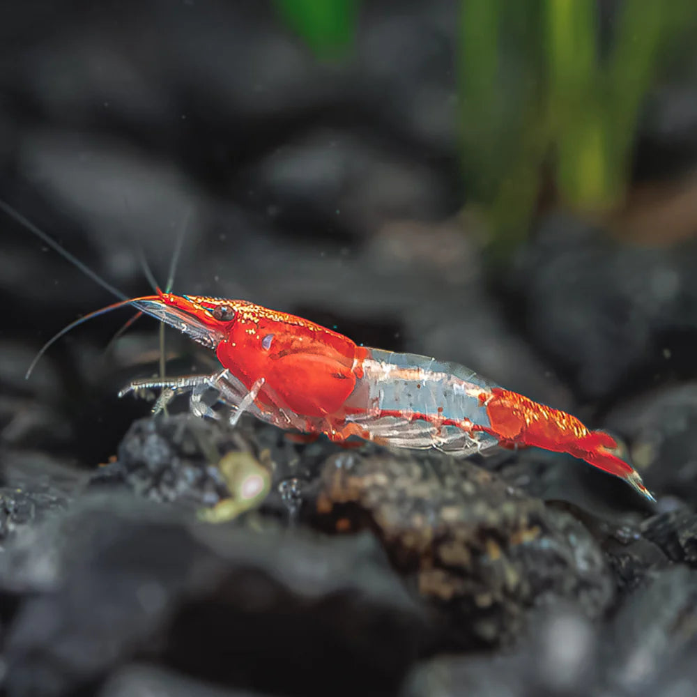 Red Rili Cherry Shrimp (10 pack)