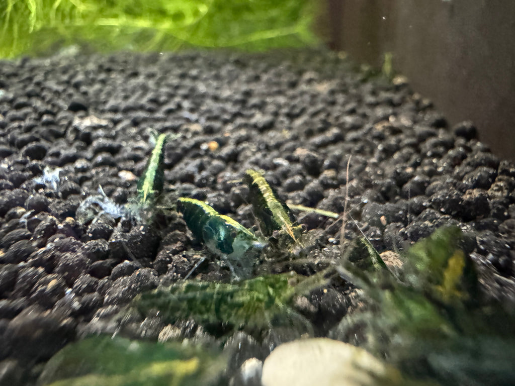 Emerald Green Mixed Grade