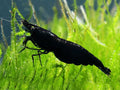 Black Cherry Shrimp (10 pack)