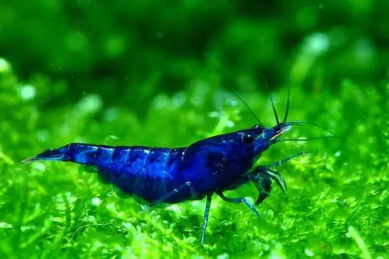 Sapphire Blue Cherry Shrimp (10 Pack)