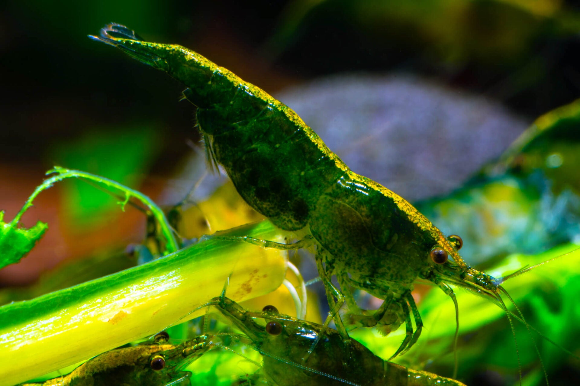 Green Jade Cherry Shrimp (10 pack)