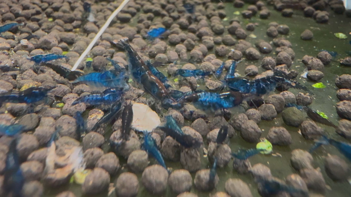 Sapphire Blue