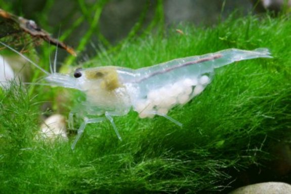 Snowball Cherry Shrimp (10 pack)