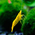 Golden Back Yellow (10 pack)